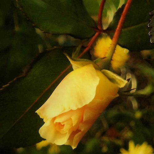 Rosa  Goldspatz ® - žlutá - Stromkové růže, květy kvetou ve skupinkách - stromková růže s keřovitým tvarem koruny